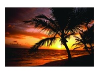 Fellowes Palm Moods tapis de souris
